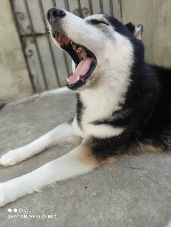 Cachorro ra a Husky siberiano  idade 3 anos nome Zeus