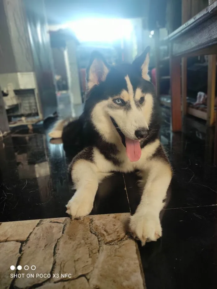 Cachorro ra a Husky siberiano  idade 3 anos nome Zeus