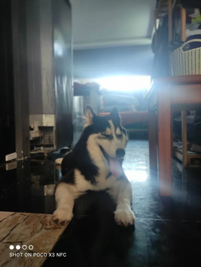 Cachorro ra a Husky siberiano  idade 3 anos nome Zeus