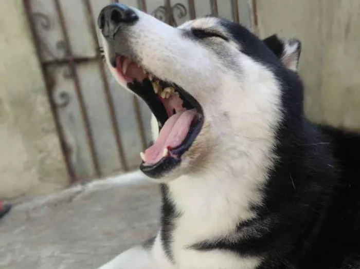 Cachorro ra a Husky siberiano  idade 3 anos nome Zeus