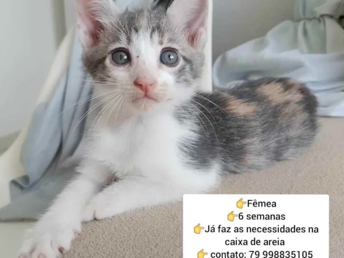 Gato ra a Sem raça  idade Abaixo de 2 meses nome Filó, Frajola e rosa