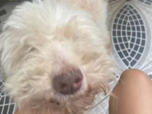 Cachorro raça  puddle idade 6 ou mais anos nome Lulu