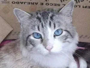 Gato raça Srd idade 6 ou mais anos nome Zeus