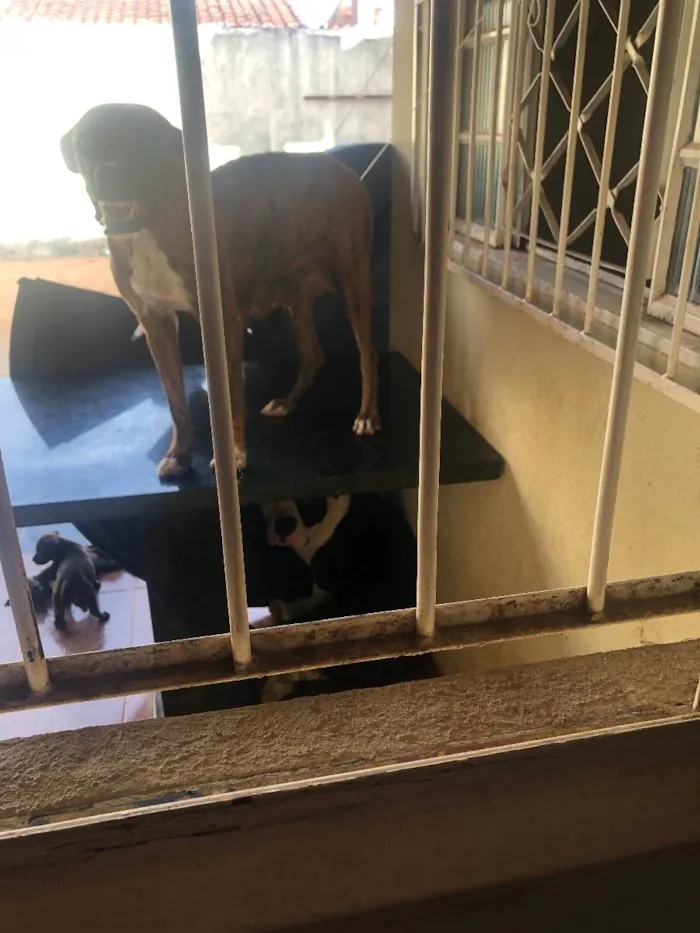 Cachorro raça Fila com vira  idade 4 anos nome Shakira