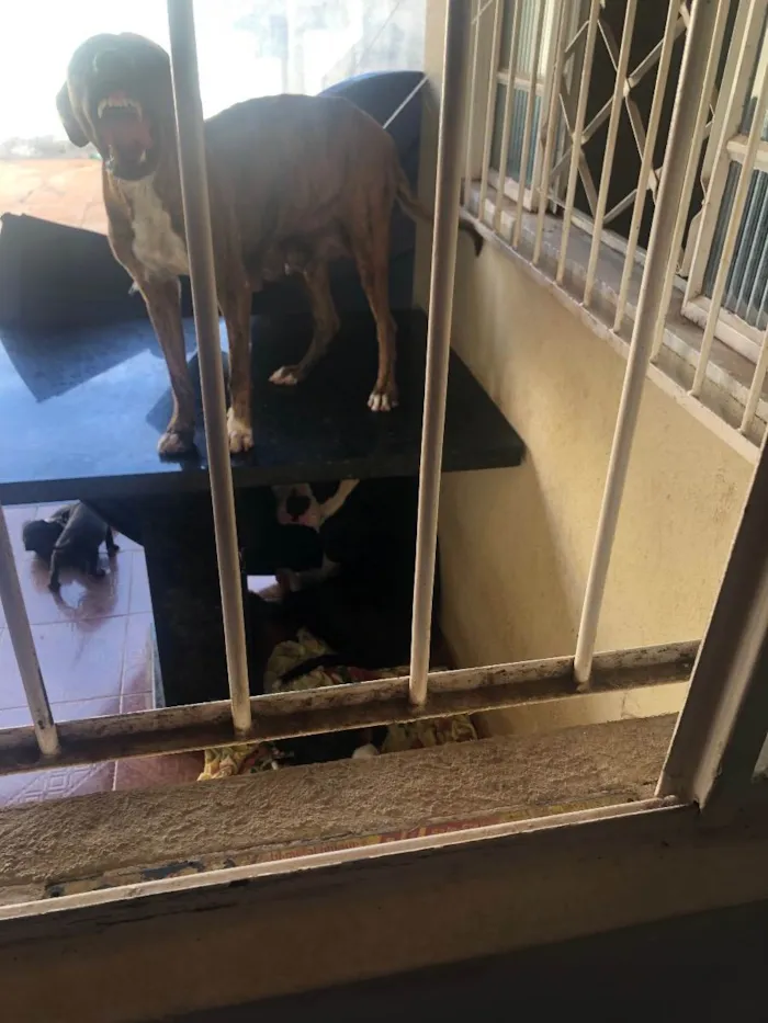 Cachorro raça Fila com vira  idade 4 anos nome Shakira