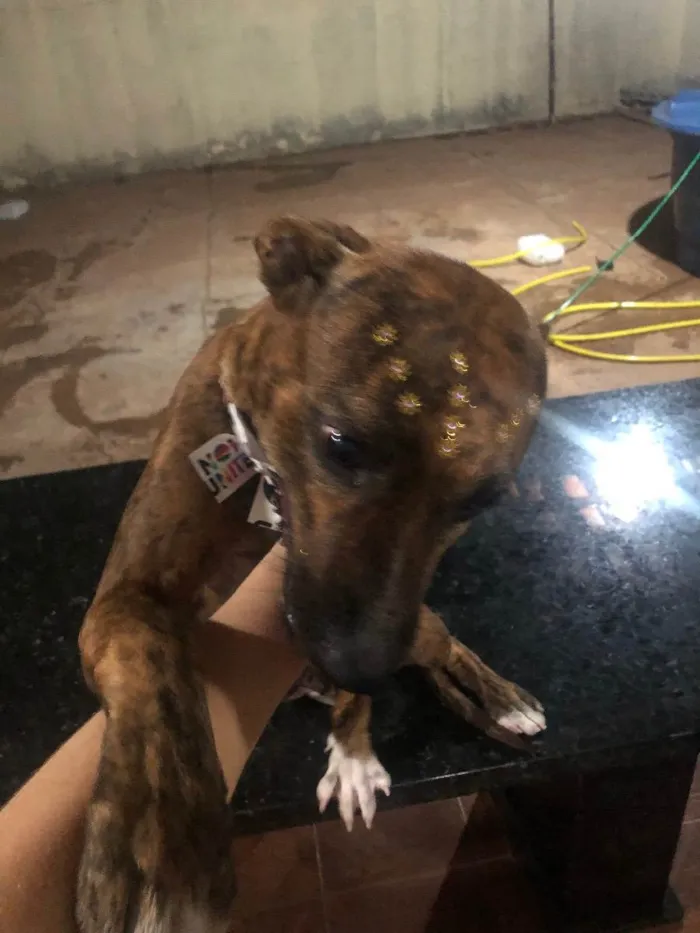 Cachorro raça Fila com vira  idade 4 anos nome Shakira