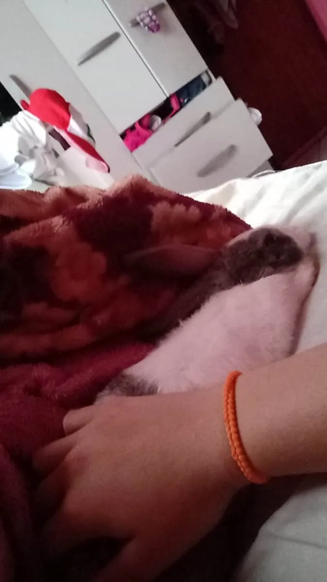 Gato raça Sem raça  idade 2 a 6 meses nome Louise 