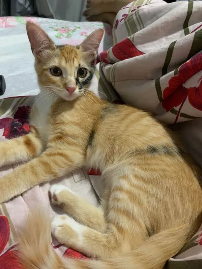 Gato raça Sem raça  idade 2 a 6 meses nome Louise 