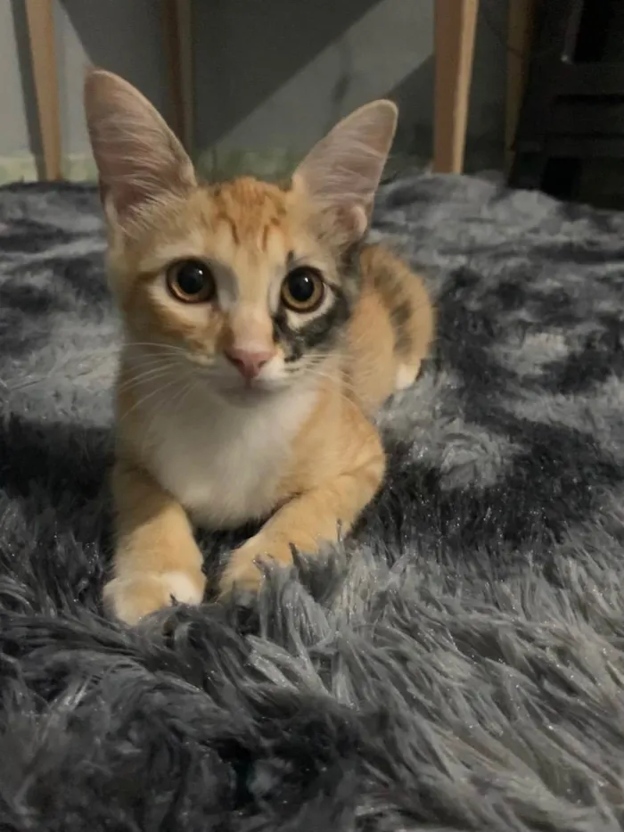 Gato raça Sem raça  idade 2 a 6 meses nome Louise 