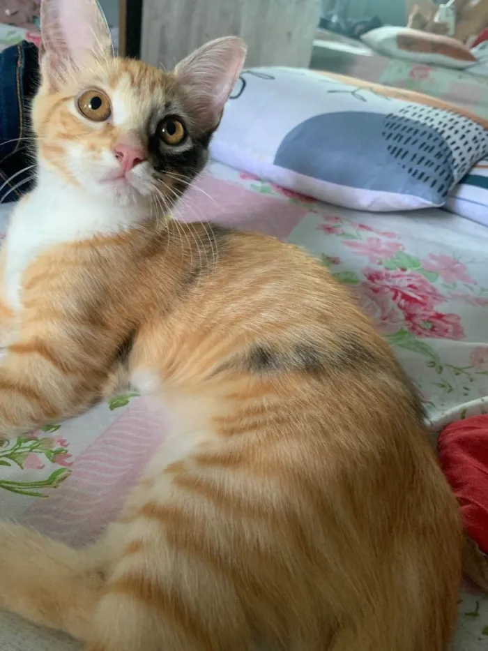 Gato raça Sem raça  idade 2 a 6 meses nome Louise 