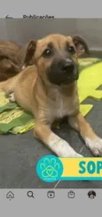 Sophia