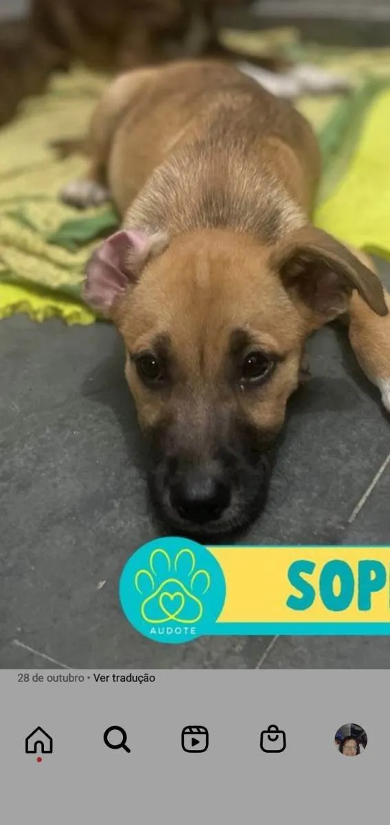 Cachorro ra a Srd idade 7 a 11 meses nome Sophia