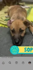 Sophia