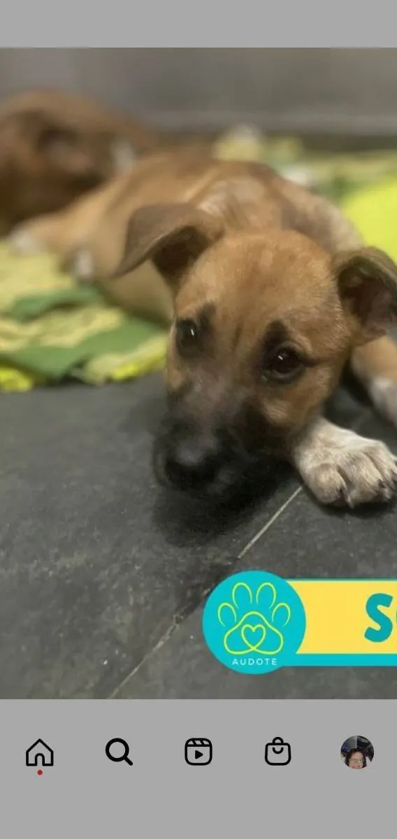 Cachorro ra a Srd idade 7 a 11 meses nome Sophia
