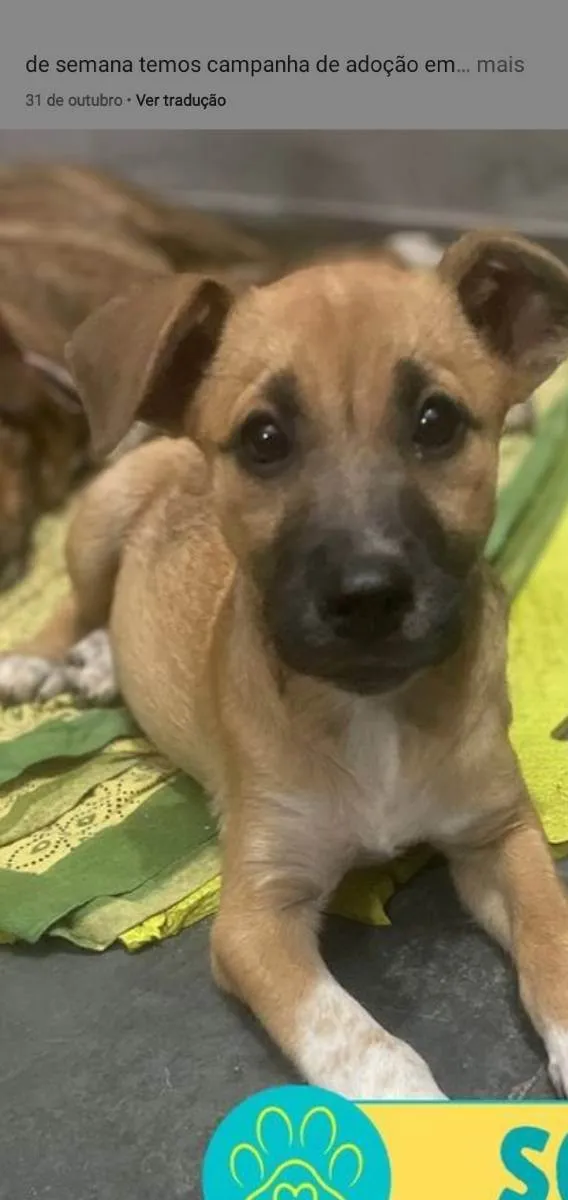 Cachorro ra a Srd idade 7 a 11 meses nome Sophia