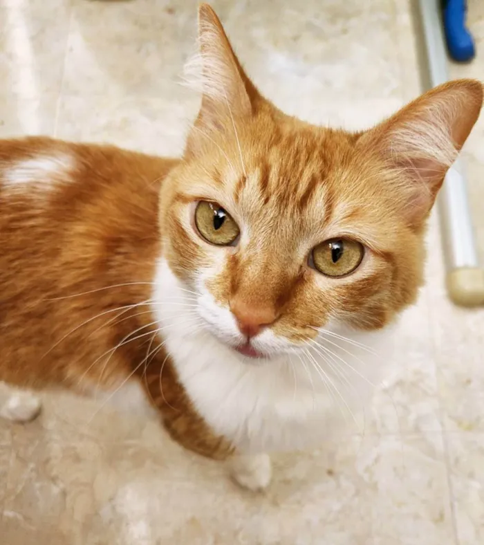 Gato raça SRD idade 7 a 11 meses nome LILA BELA