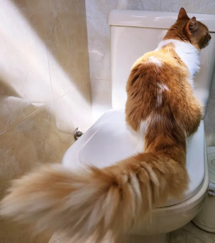 Gato raça SRD idade 7 a 11 meses nome LILA BELA