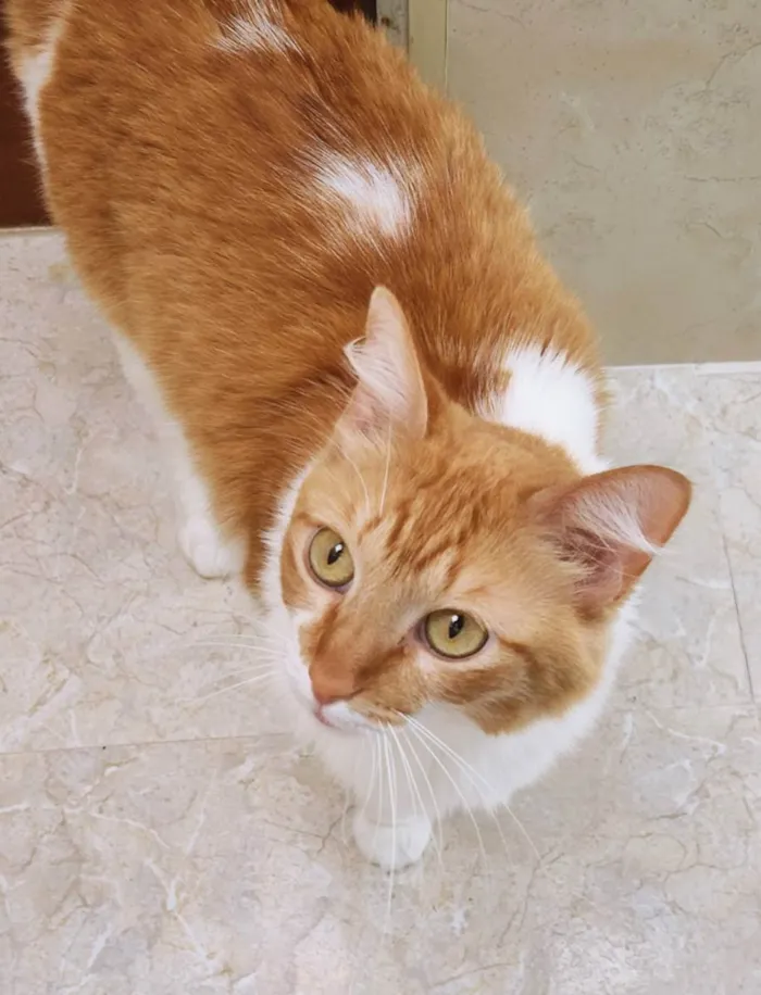 Gato raça SRD idade 7 a 11 meses nome LILA BELA