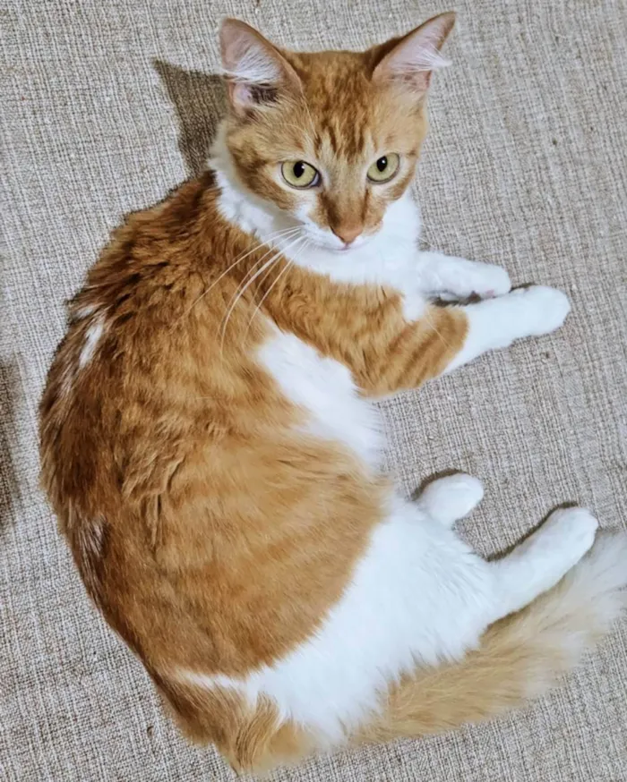 Gato raça SRD idade 7 a 11 meses nome LILA BELA