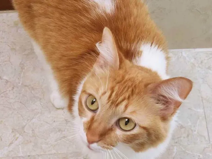 Gato raça SRD idade 7 a 11 meses nome LILA BELA