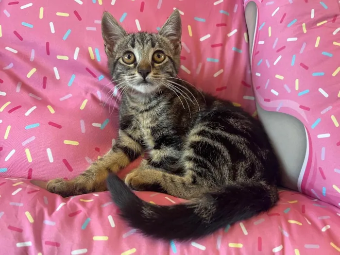 Gato ra a SRD idade 2 a 6 meses nome PEPPER