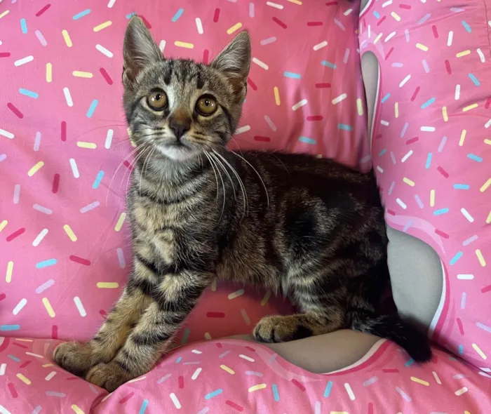 Gato ra a SRD idade 2 a 6 meses nome PEPPER