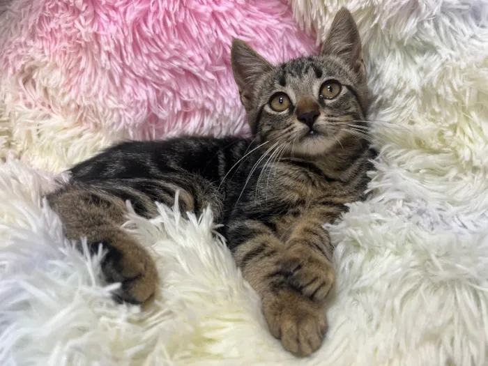 Gato ra a SRD idade 2 a 6 meses nome PEPPER