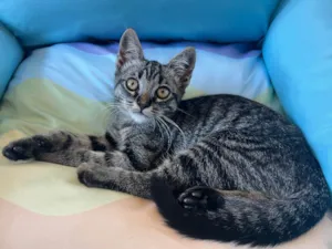 Gato raça SRD idade 2 a 6 meses nome BAMBOO 