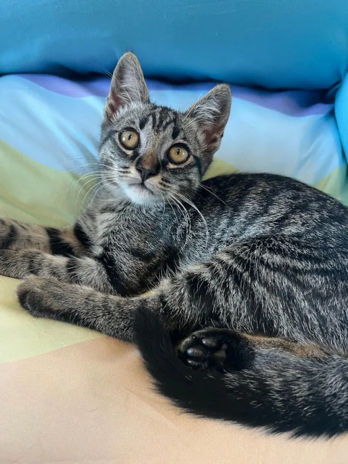 Gato ra a SRD idade 2 a 6 meses nome BAMBOO 