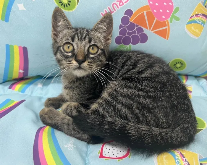 Gato ra a SRD idade 2 a 6 meses nome BAMBOO 