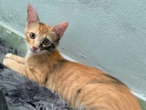 Gato raça Sem raça  idade 2 a 6 meses nome Louise 