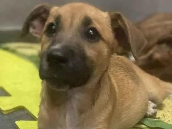 Cachorro ra a Srd idade 7 a 11 meses nome Sophia
