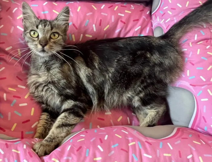 Gato ra a SRD idade 7 a 11 meses nome VIOLETA