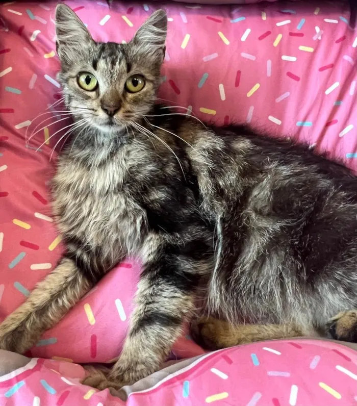 Gato ra a SRD idade 7 a 11 meses nome VIOLETA