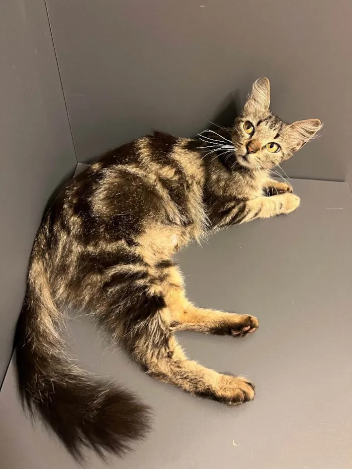 Gato ra a SRD idade 7 a 11 meses nome VIOLETA