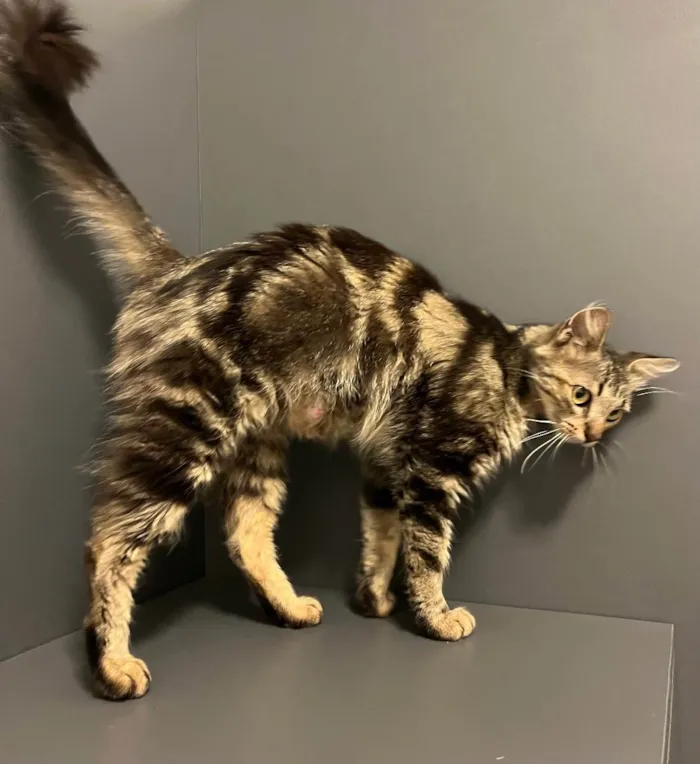 Gato ra a SRD idade 7 a 11 meses nome VIOLETA
