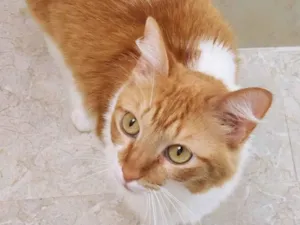 Gato raça SRD idade 7 a 11 meses nome LILA BELA