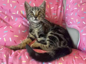 Gato raça SRD idade 2 a 6 meses nome PEPPER