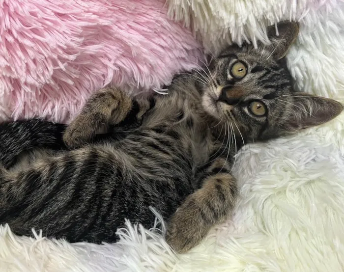 Gato ra a SRD idade 2 a 6 meses nome BAMBOO 