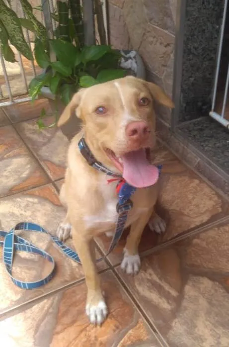 Cachorro ra a Srd  idade 7 a 11 meses nome Filhotes 11 meses