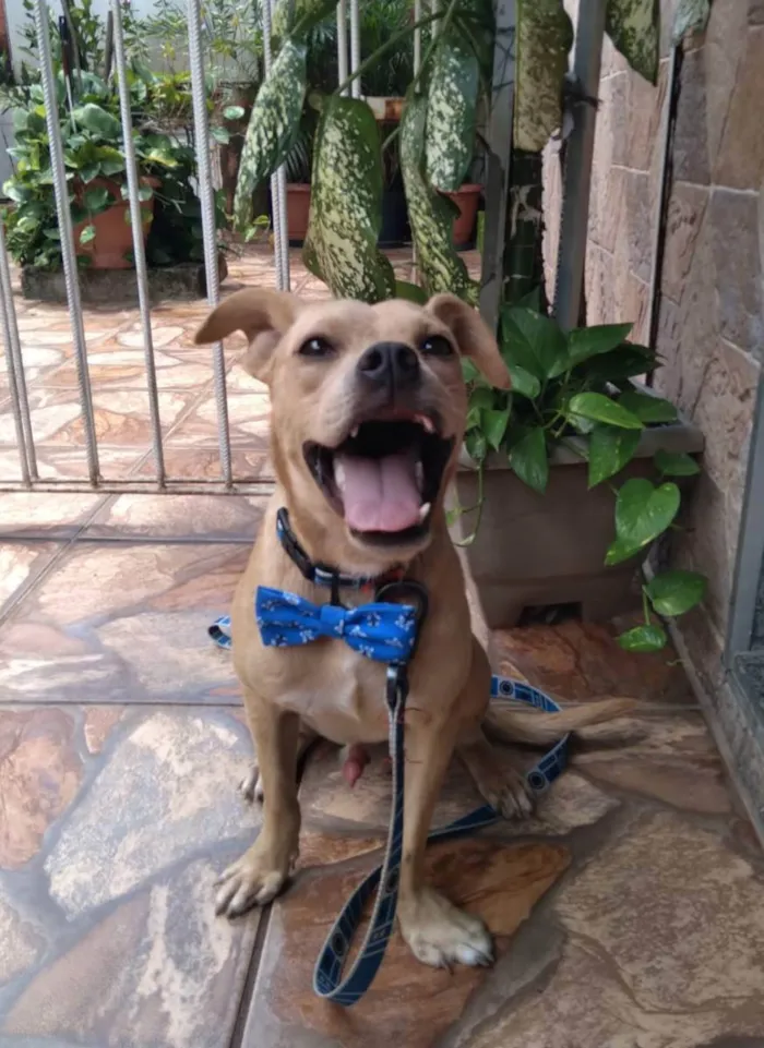Cachorro ra a Srd  idade 7 a 11 meses nome Filhotes 11 meses