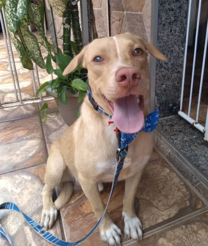 Cachorro ra a Srd  idade 7 a 11 meses nome Filhotes 11 meses
