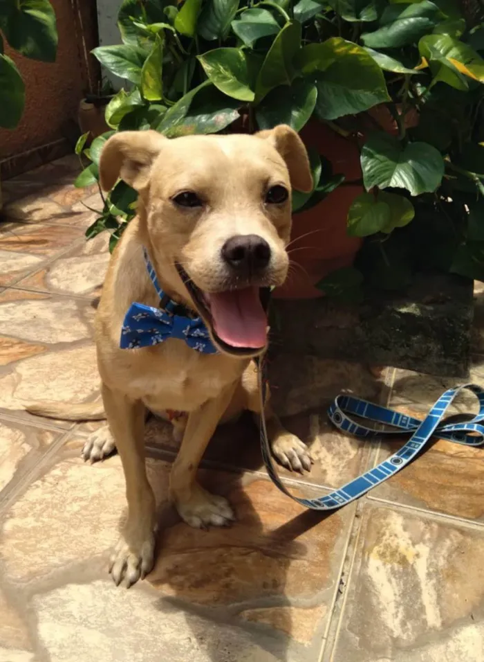 Cachorro ra a Srd  idade 7 a 11 meses nome Filhotes 11 meses