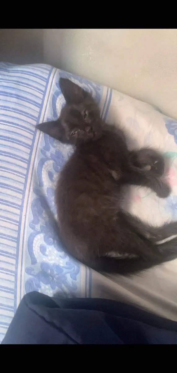 Gato raça SRD  idade 7 a 11 meses nome Lunna e Apollo 