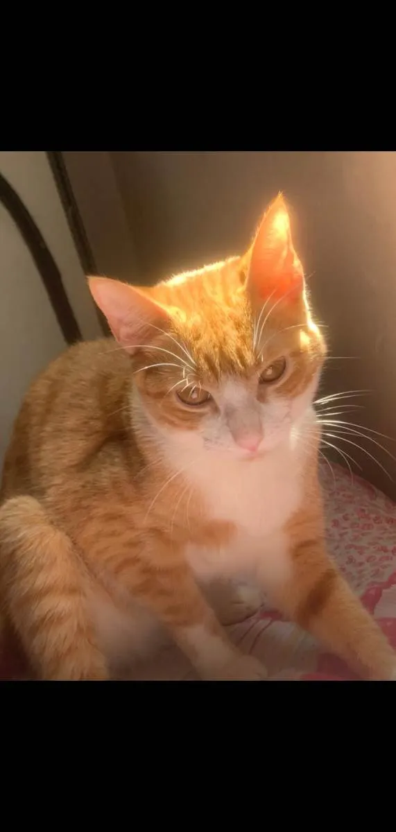 Gato raça SRD  idade 7 a 11 meses nome Lunna e Apollo 