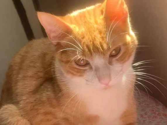 Gato raça SRD  idade 7 a 11 meses nome Lunna e Apollo 