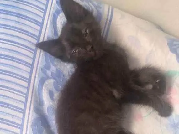 Gato raça SRD  idade 7 a 11 meses nome Lunna e Apollo 