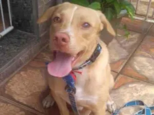 Cachorro raça Srd  idade 7 a 11 meses nome Filhotes 11 meses