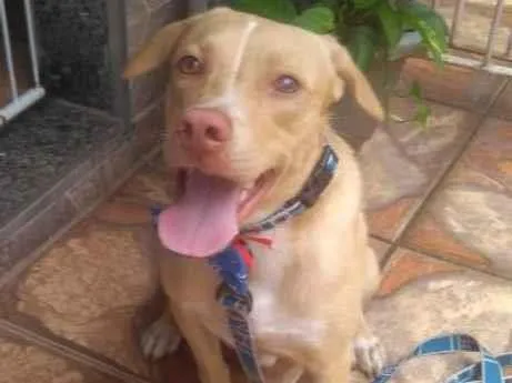 Cachorro ra a Srd  idade 7 a 11 meses nome Filhotes 11 meses