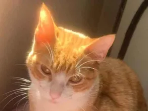 Gato raça SRD  idade 7 a 11 meses nome Lunna e Apollo 